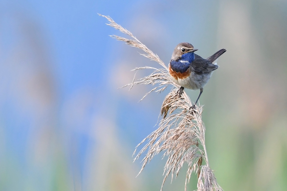 Blaukehlchen