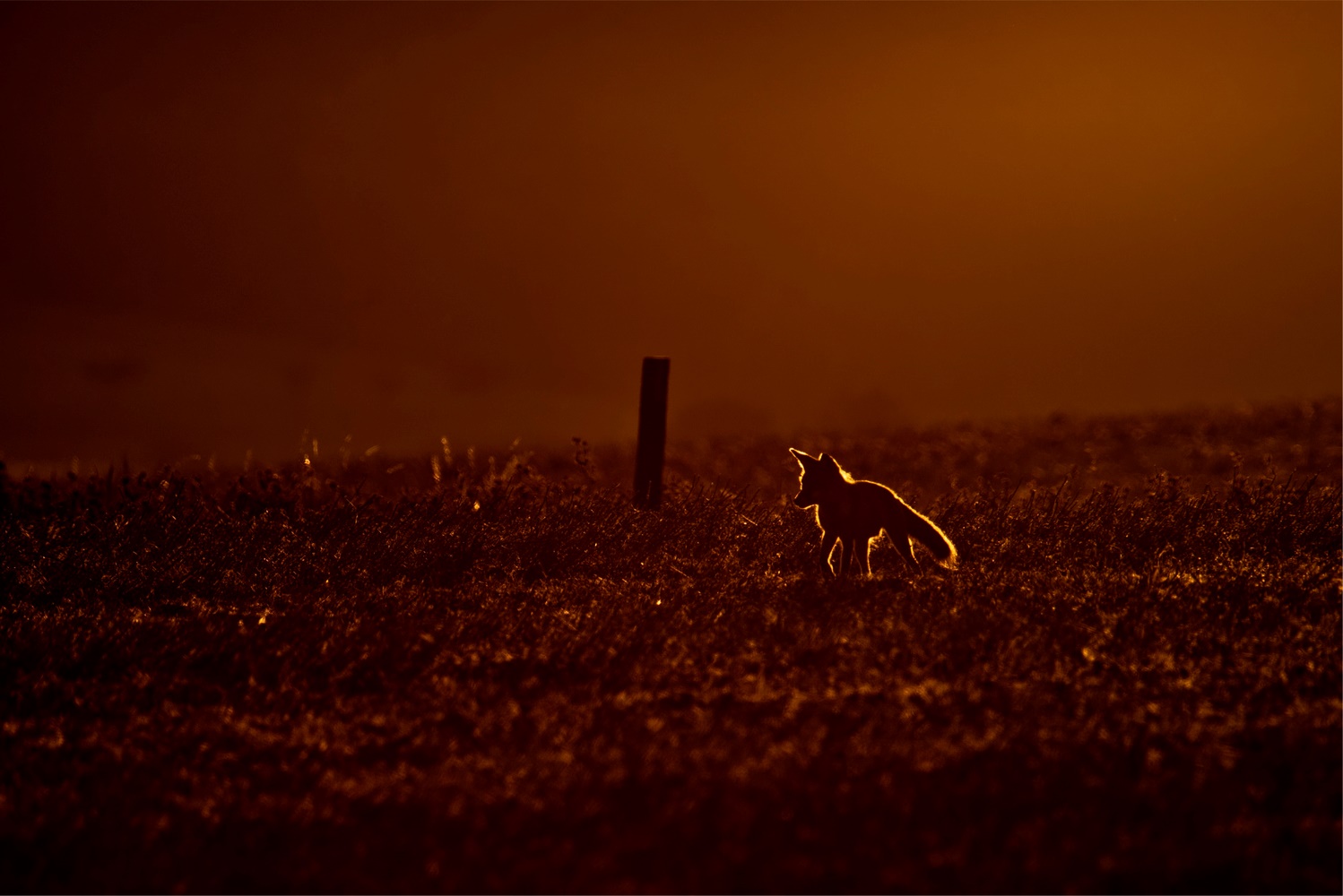 Fuchs im Gegenlicht