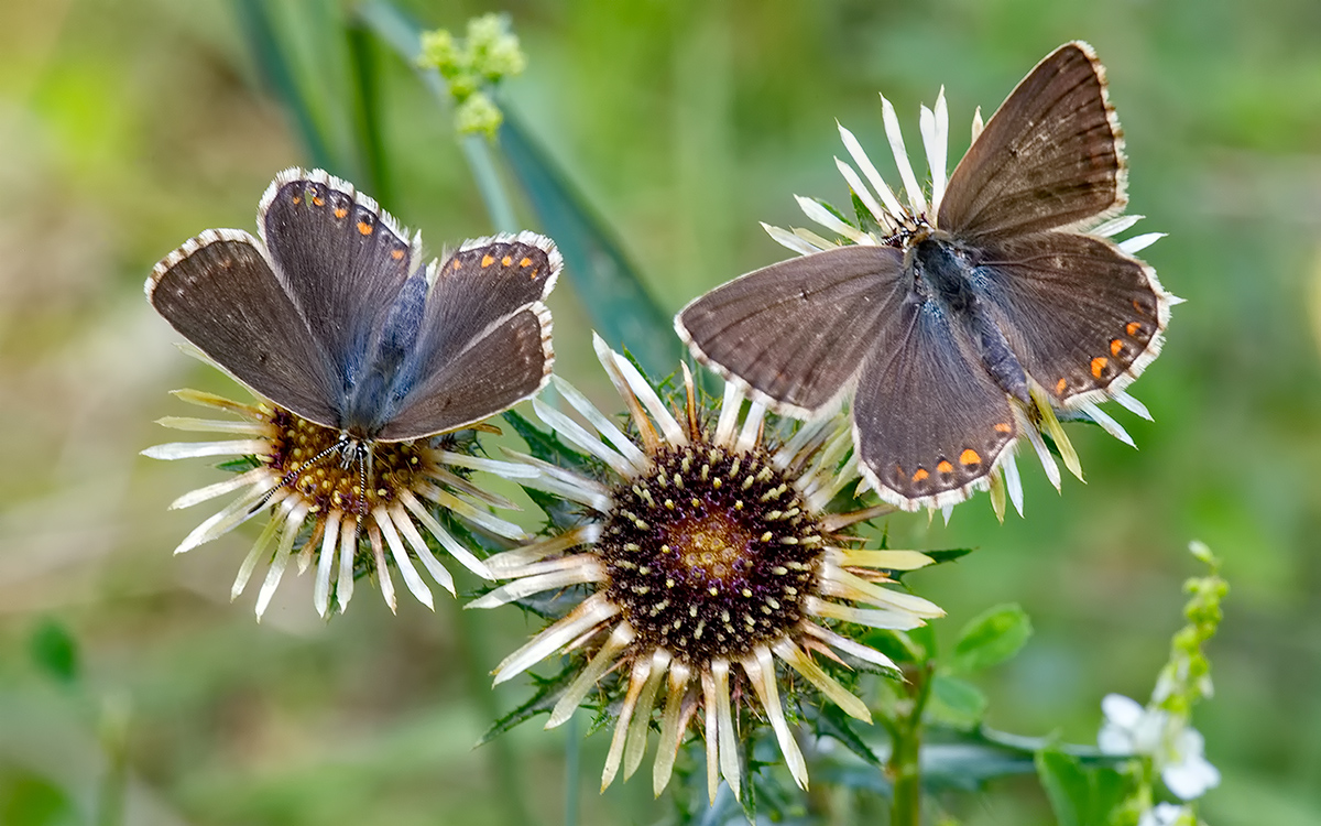 Bläulinge auf Distel