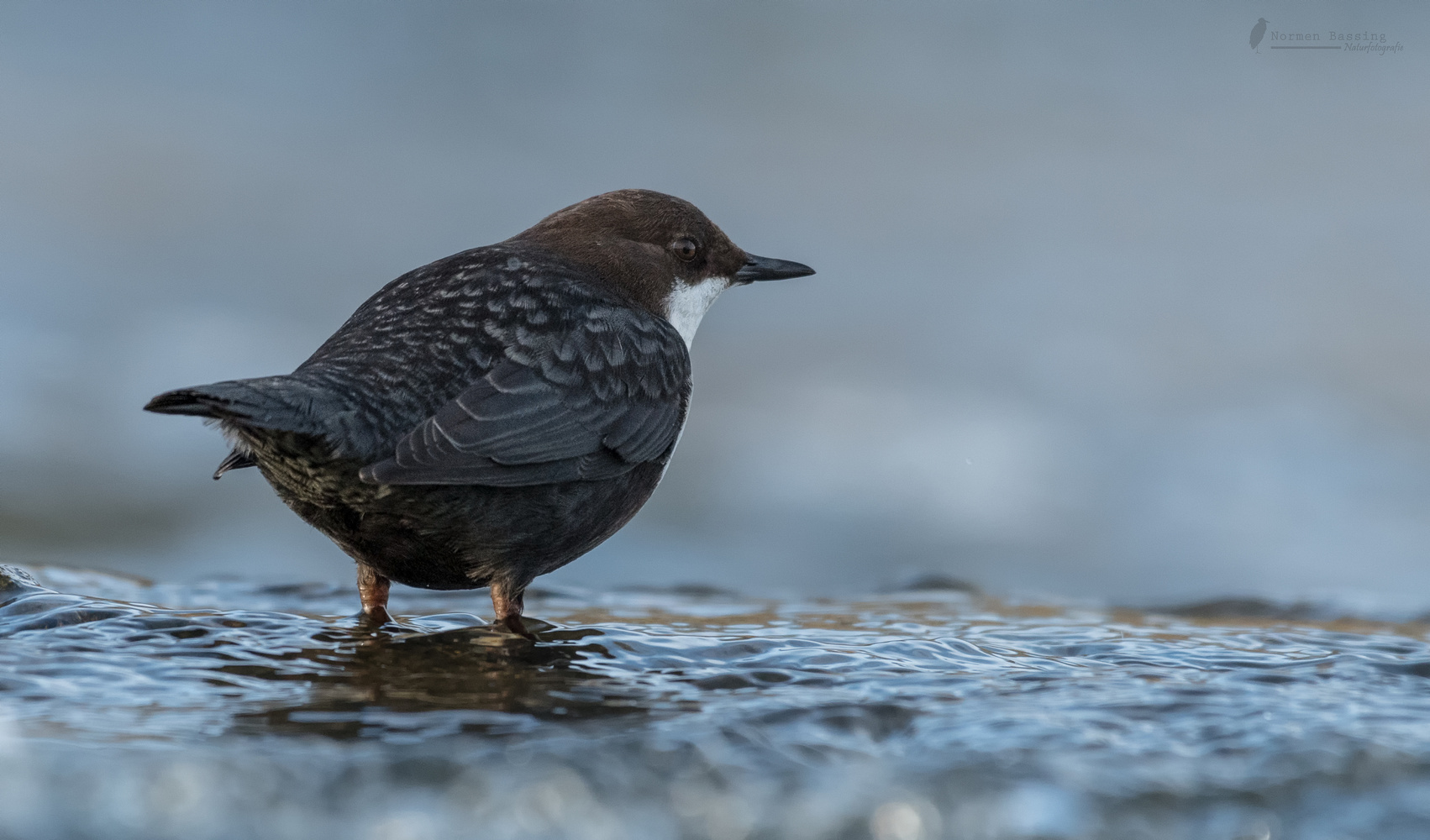 Schwarzbäuchige Wasseramsel