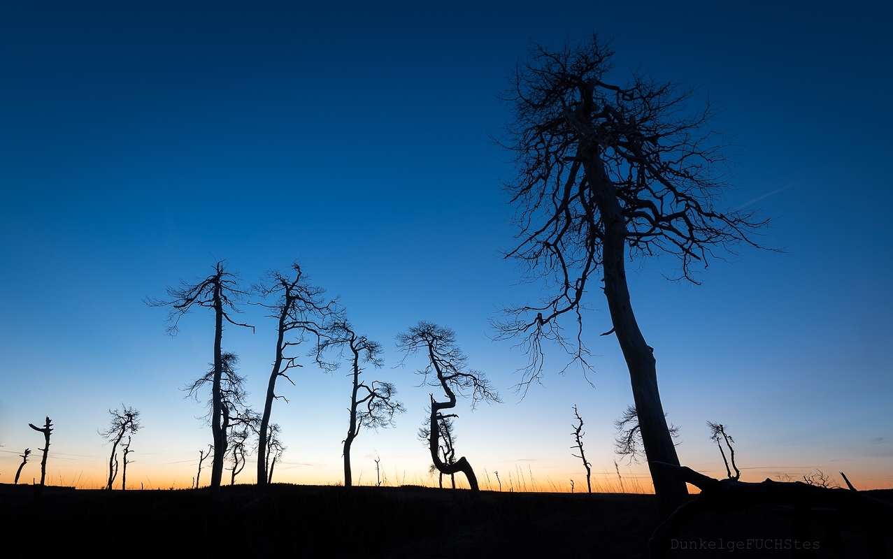 Morgenstimmung im Geisterwald