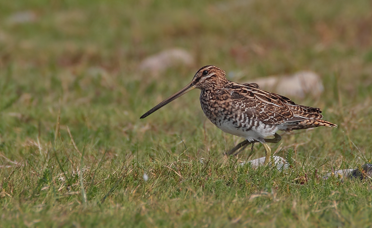 Bekassine  ( Gallinago gallinago )