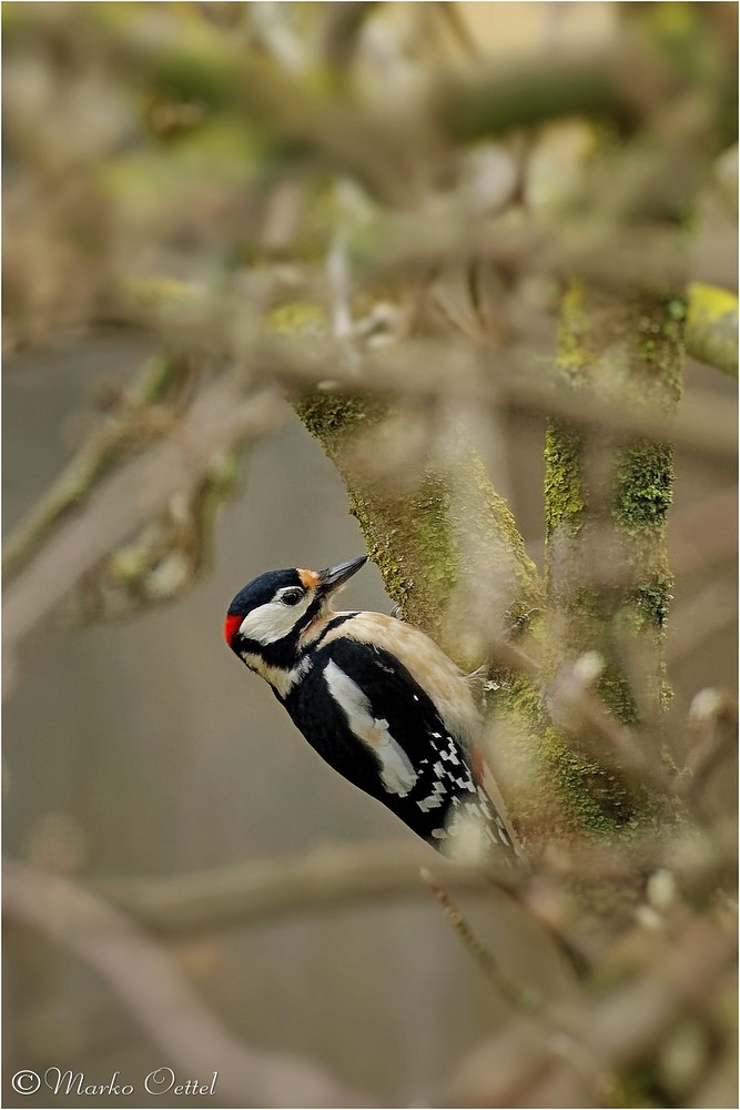 Buntspecht (Dendrocopos major)