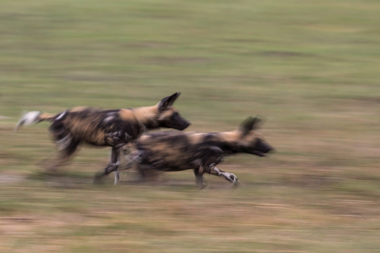Afrikanische Wildhunde