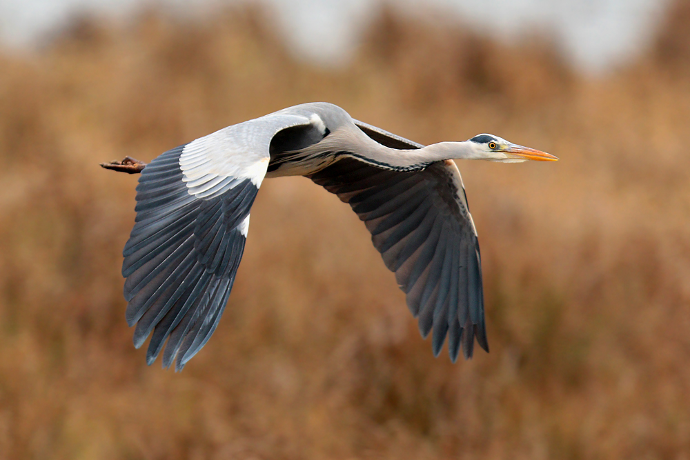 Graureiher im Flug