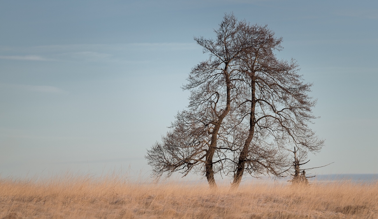 Ein Baum im Venn