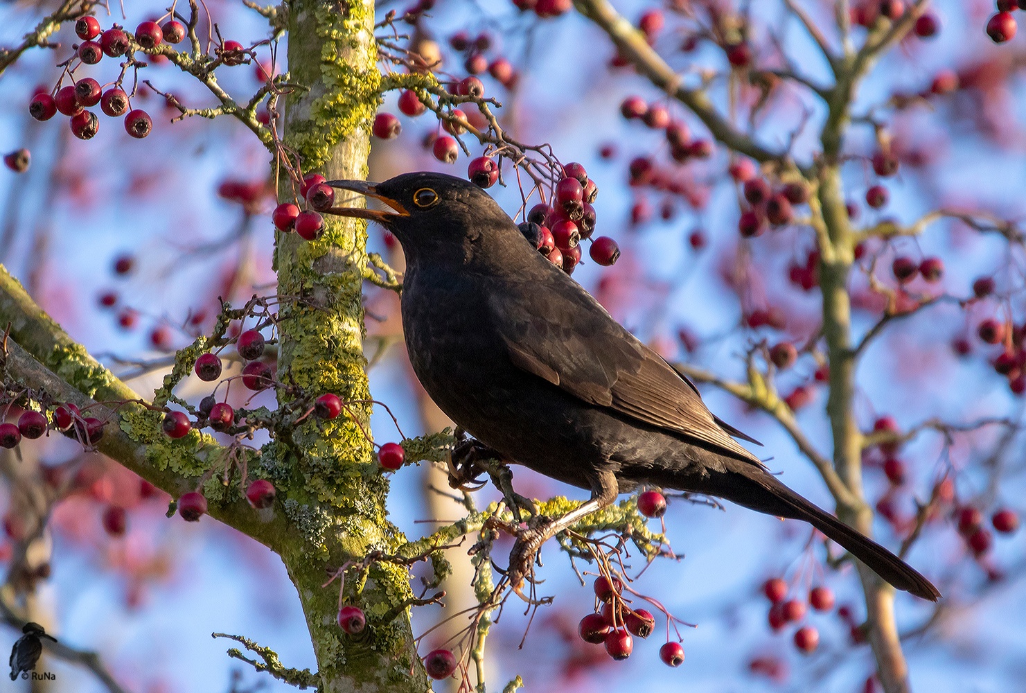 Amsel im Beeren-Schlaraffenland 2