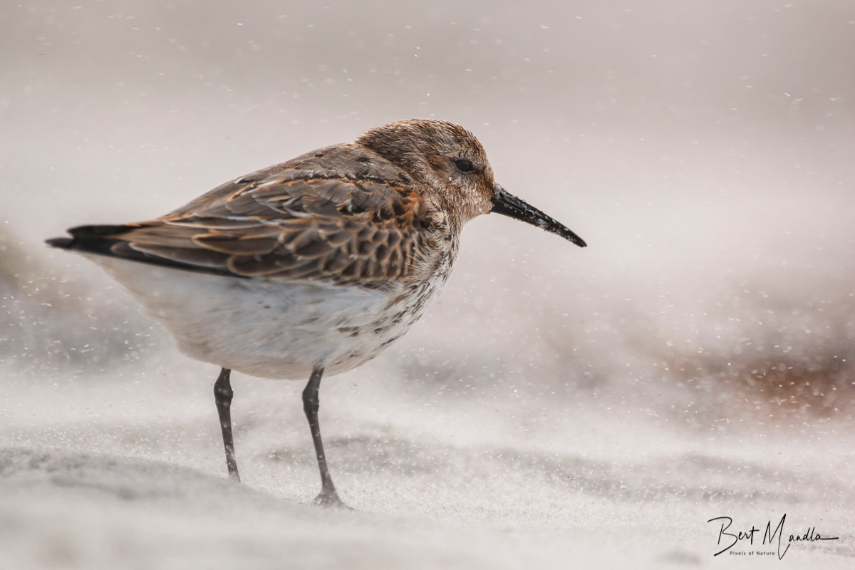 Sanderling