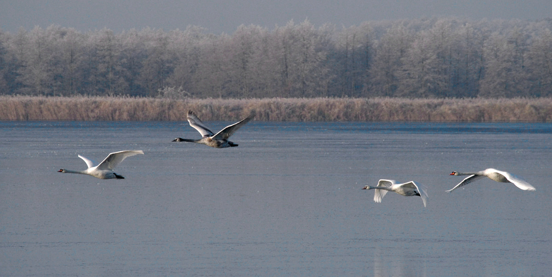 Familie Höckerschwan