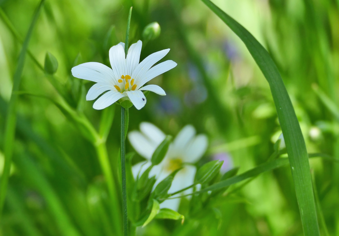 Sonniger Frühlingsduft....