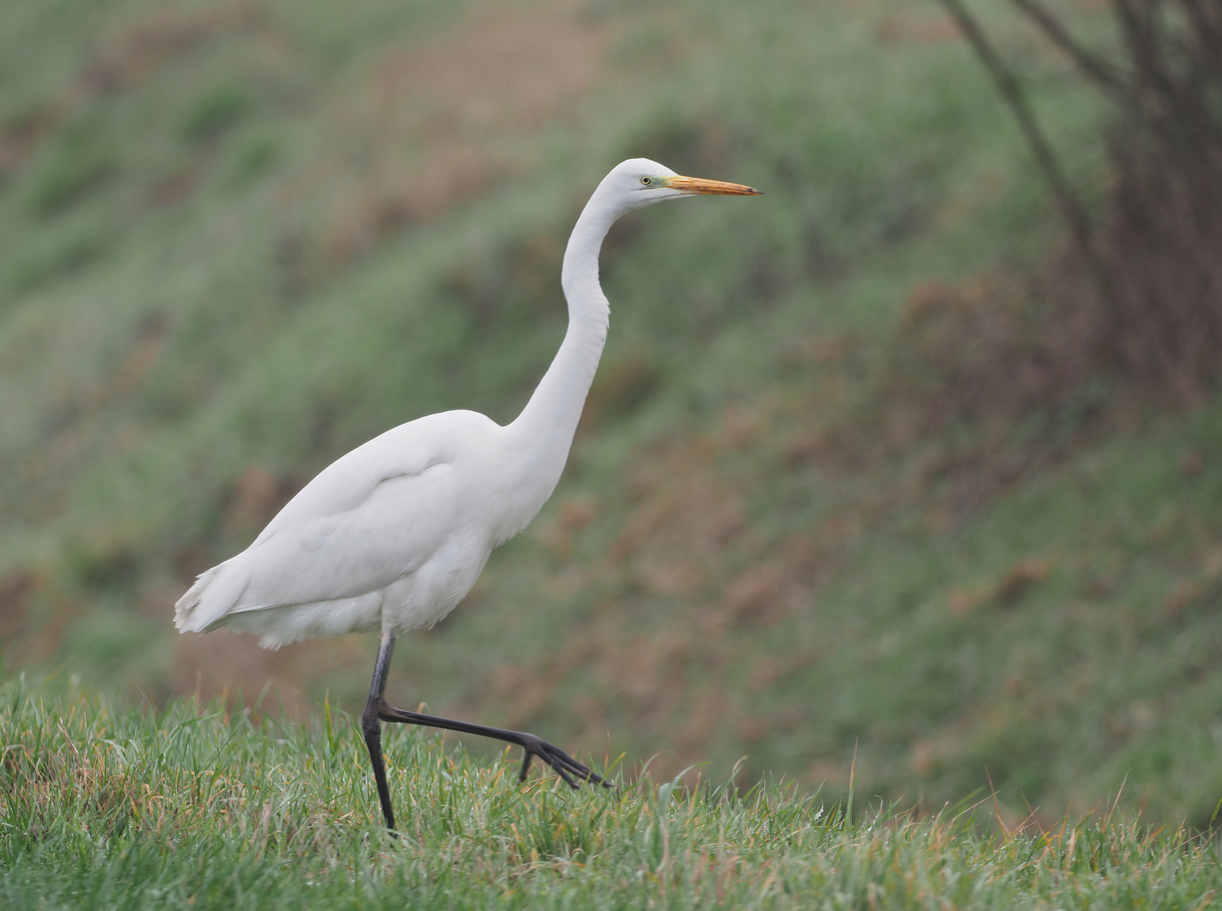 Silberreiher (Ardea alba)