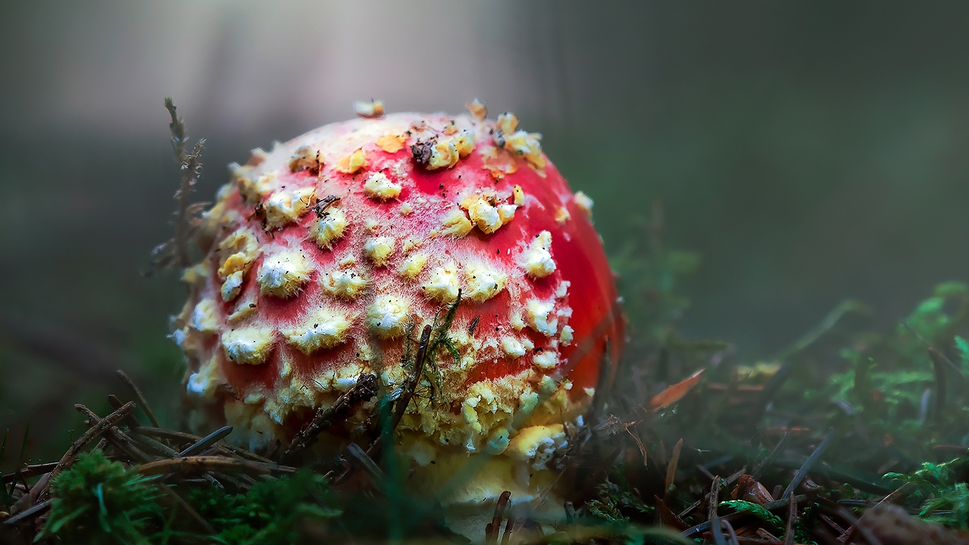 Fliegenpilz