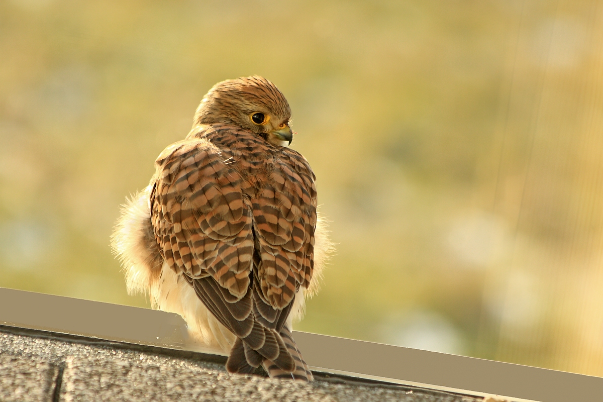Turmfalke auf dem Nachbarhaus