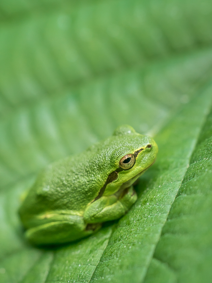 "Blattfrosch"