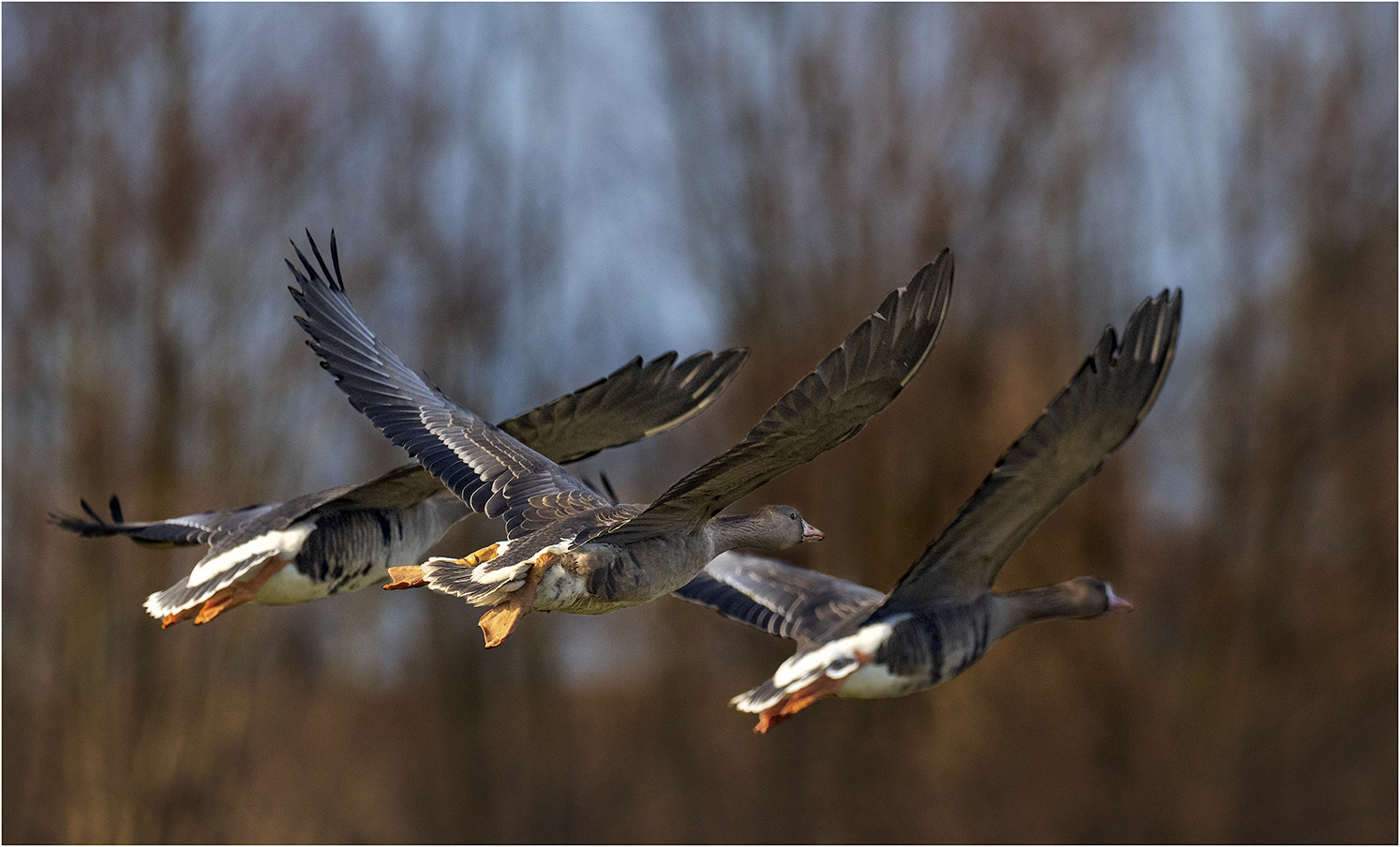 Flugtrio