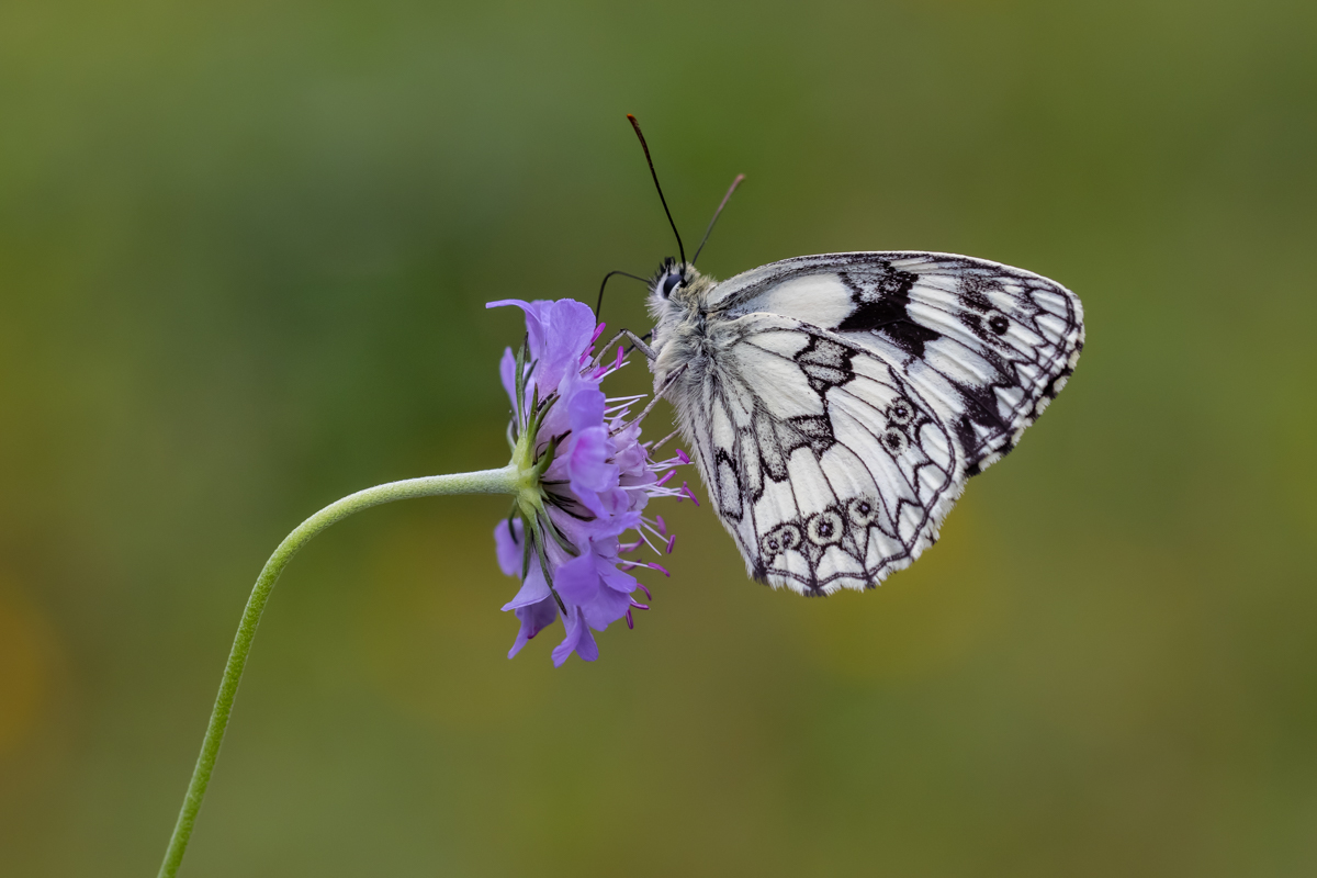 Schmetterling des Jahres 2019 ...