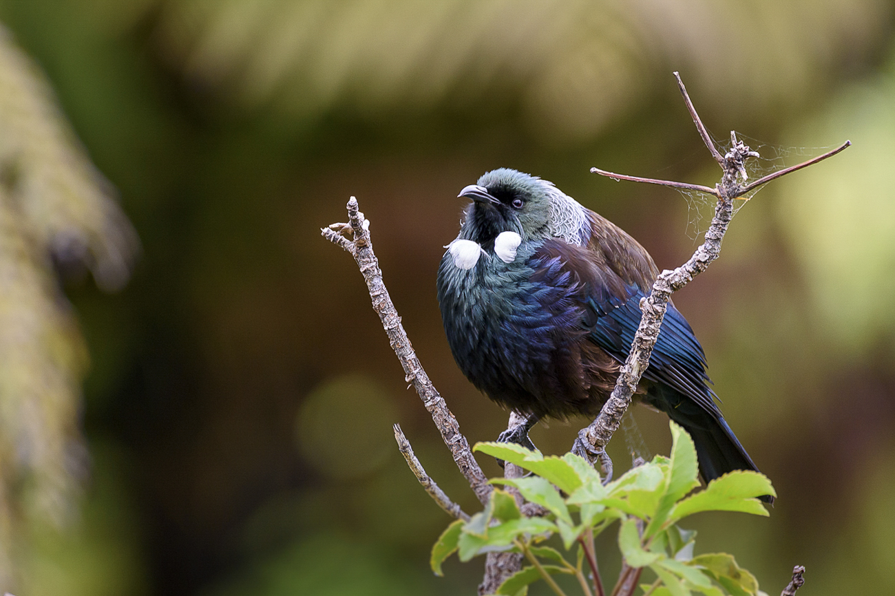 Tūī