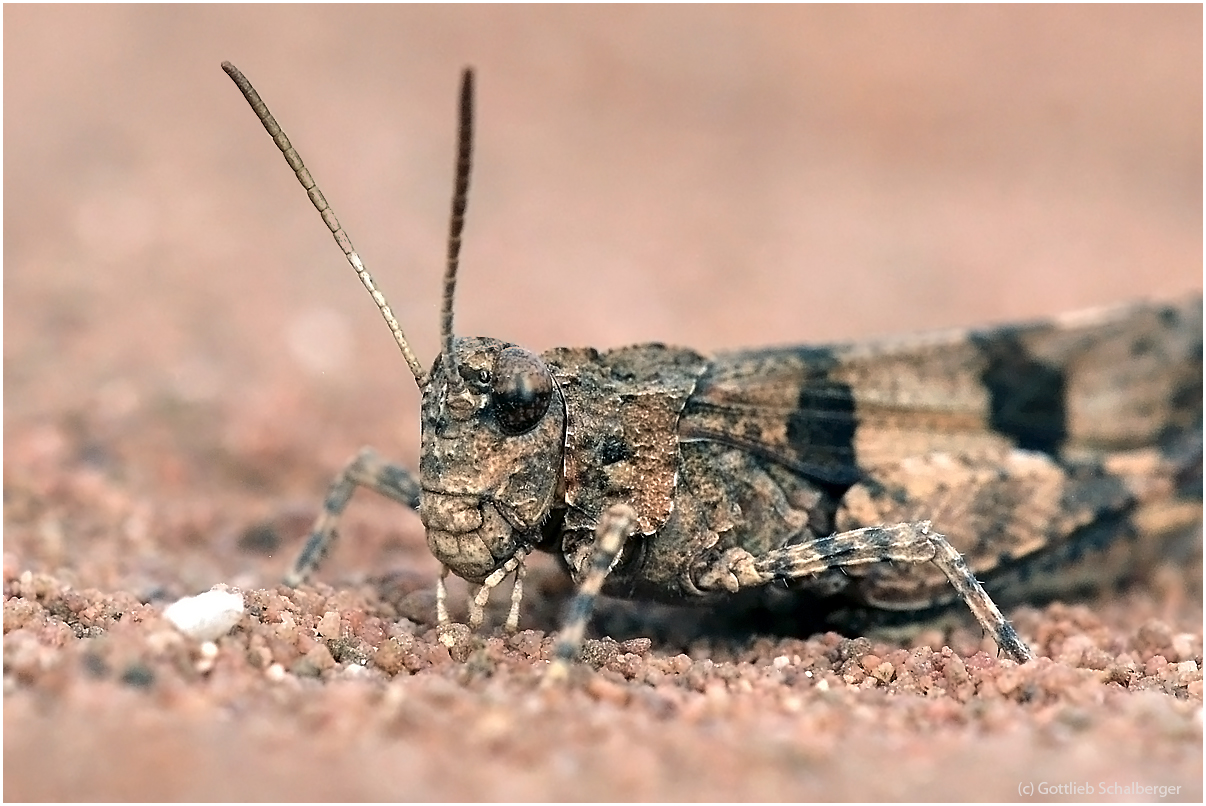 Blauflügelige Ödlandschrecke