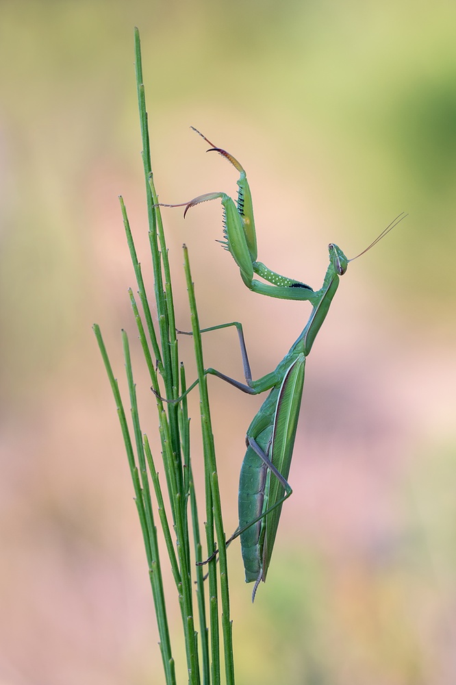 Mantis religiosa