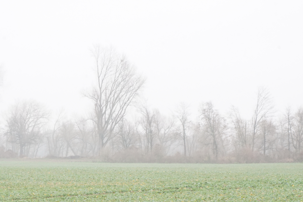 Trübsal im Nebel