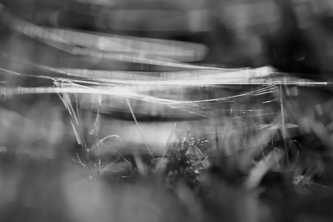 The spooky influence of web