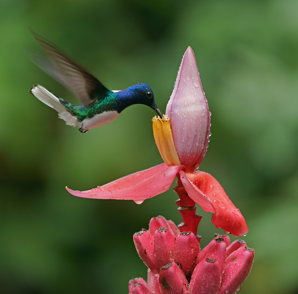 Weisnackenkolibri (Florisuga millivora)