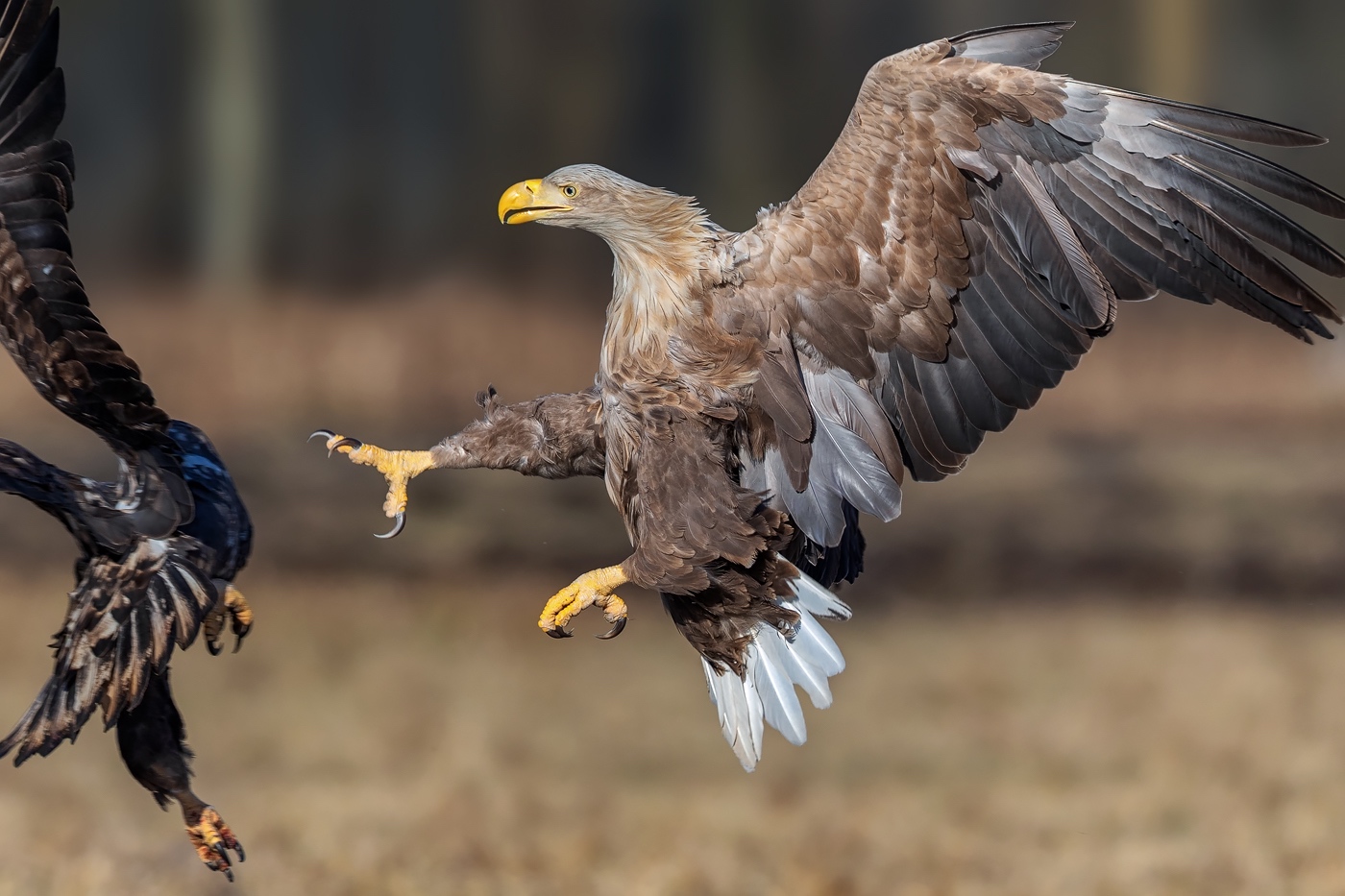 "Vorsicht Kralle" (Forum für Naturfotografen)