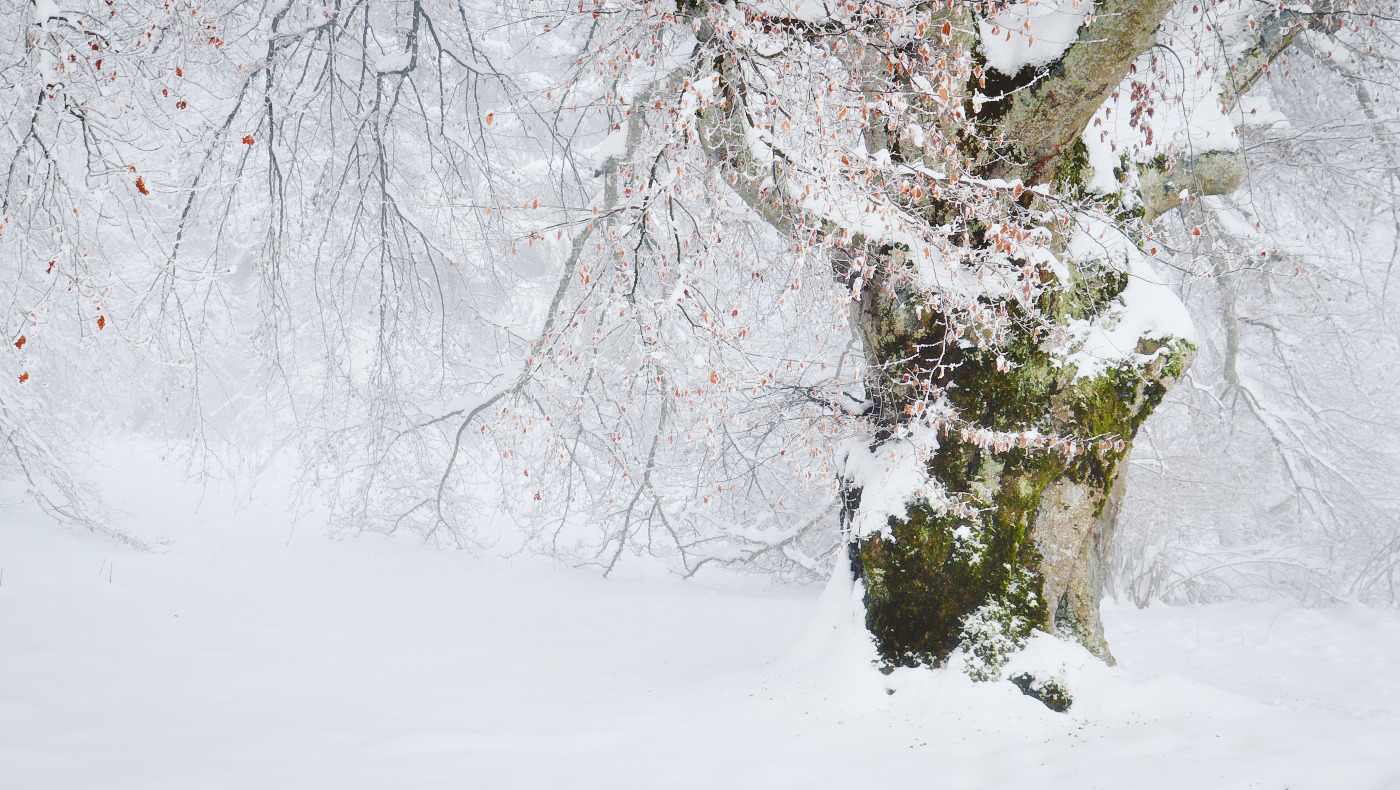 Im weißen Winterkleid