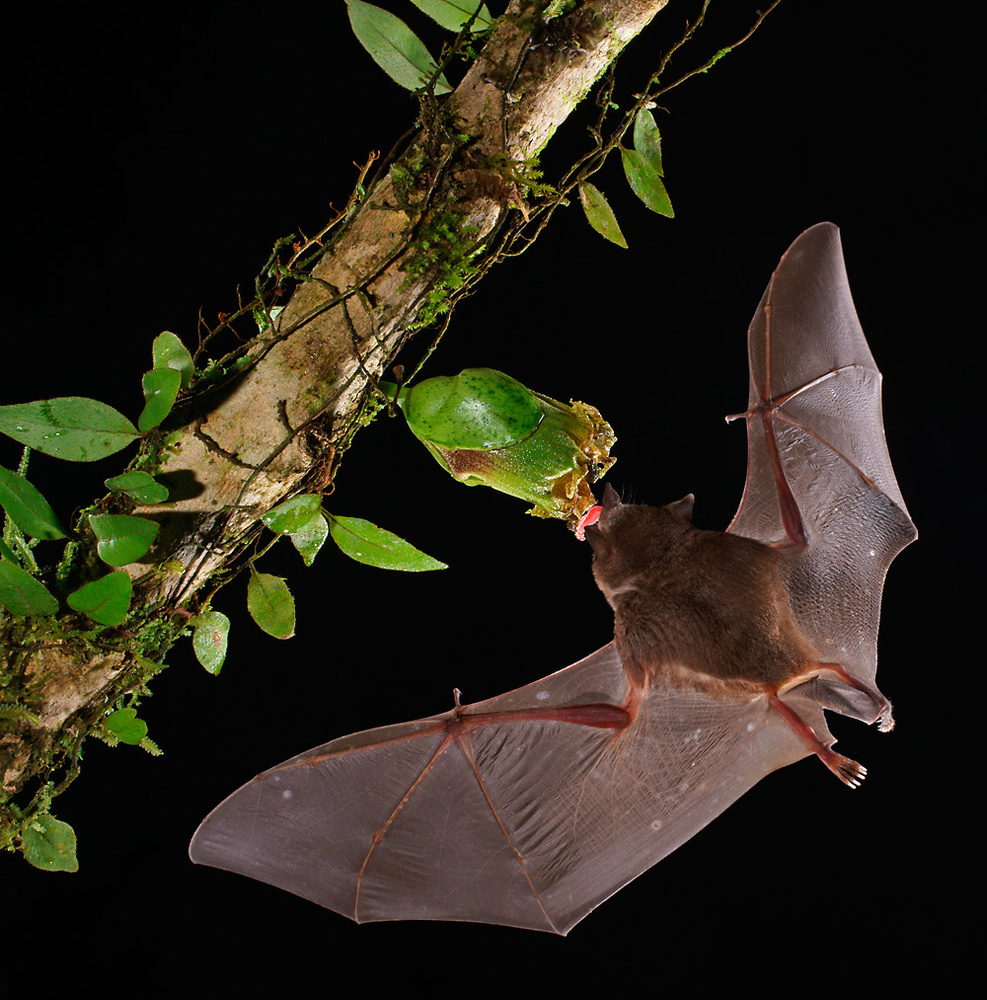 Blütenfledermaus Long-toungued Bat ( Glossophaga spec)