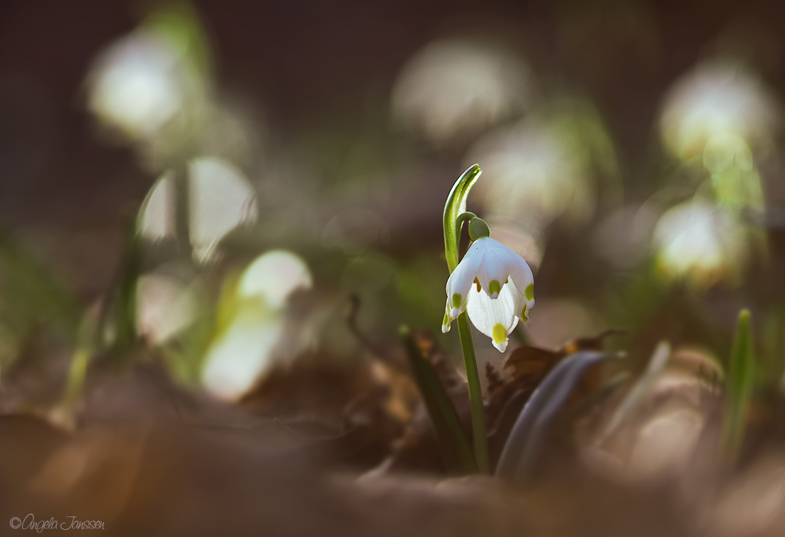Leider (Forum für Naturfotografen)