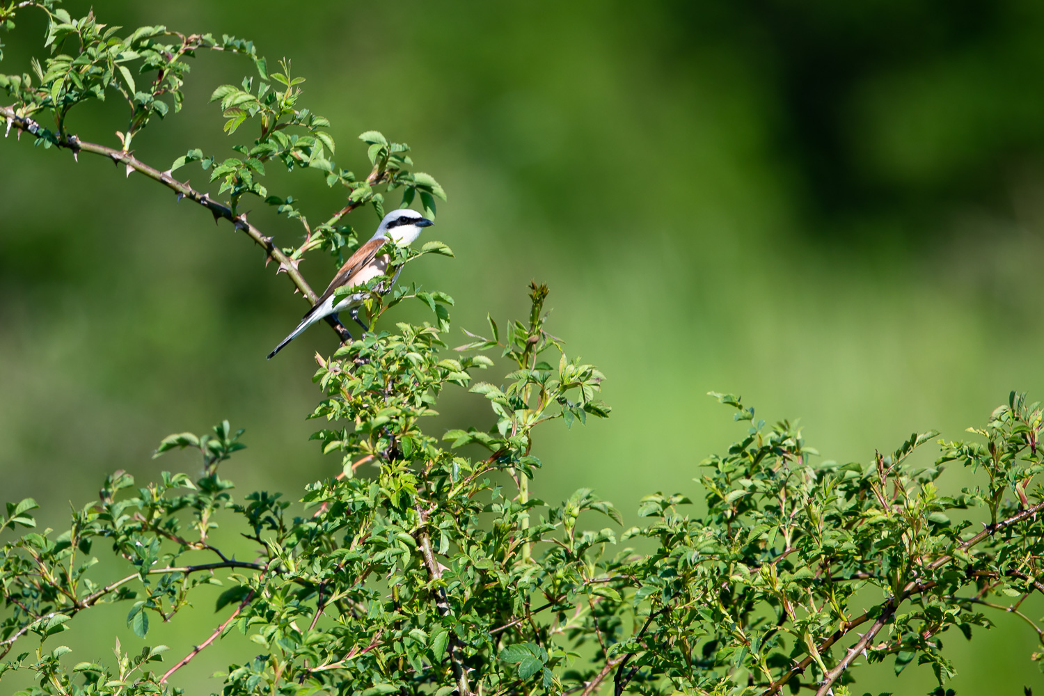 Neuntötermännchen auf Warte