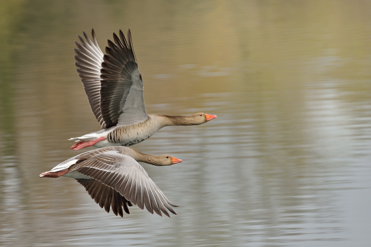 Harmonie des Paarflugs