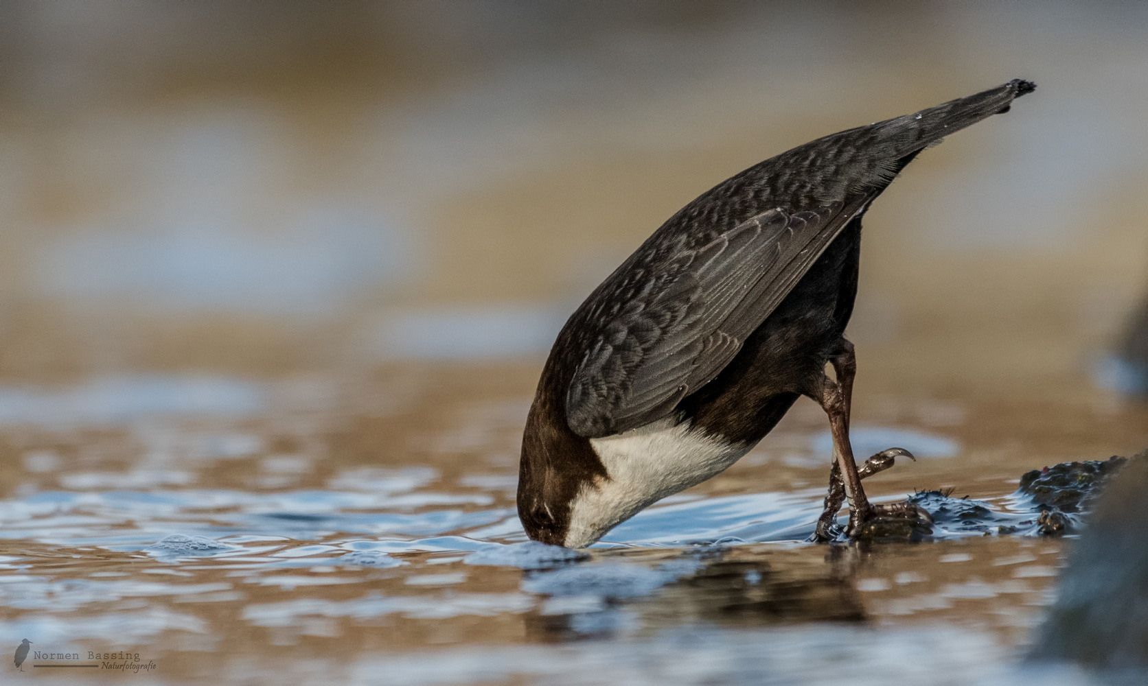 nordische Wasseramsel beim Absprung