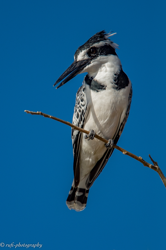 Pied Kingfisher