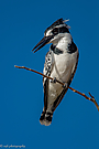 Pied Kingfisher