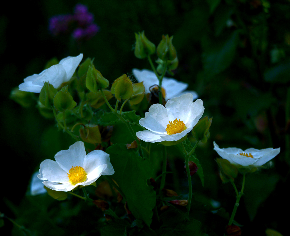 Blüten am Lago Maggiore