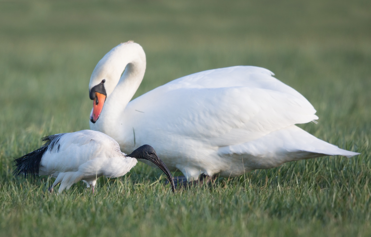 Der heiliger ibis