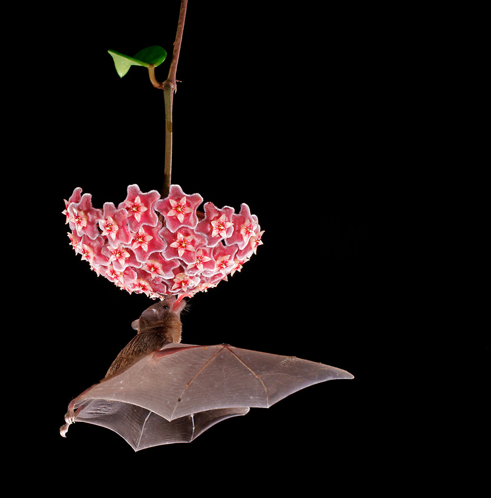 Blütenfledermaus Long-toungued Bat ( Glossophaga spec )