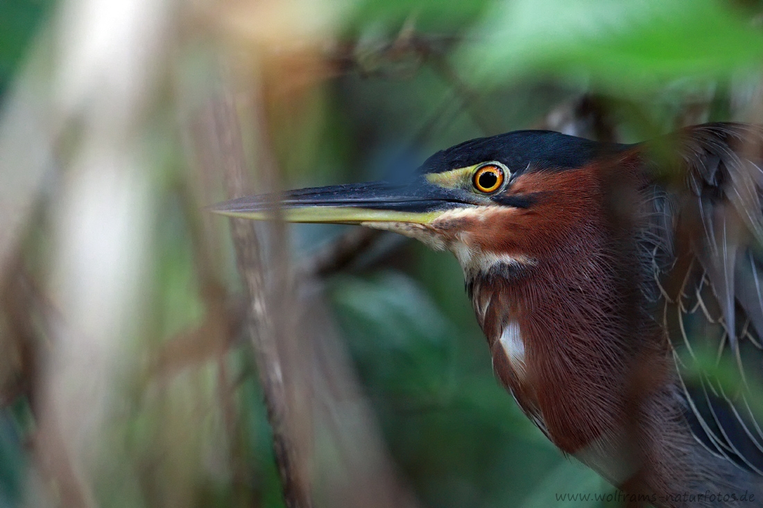 Ein Auge im Regenwald