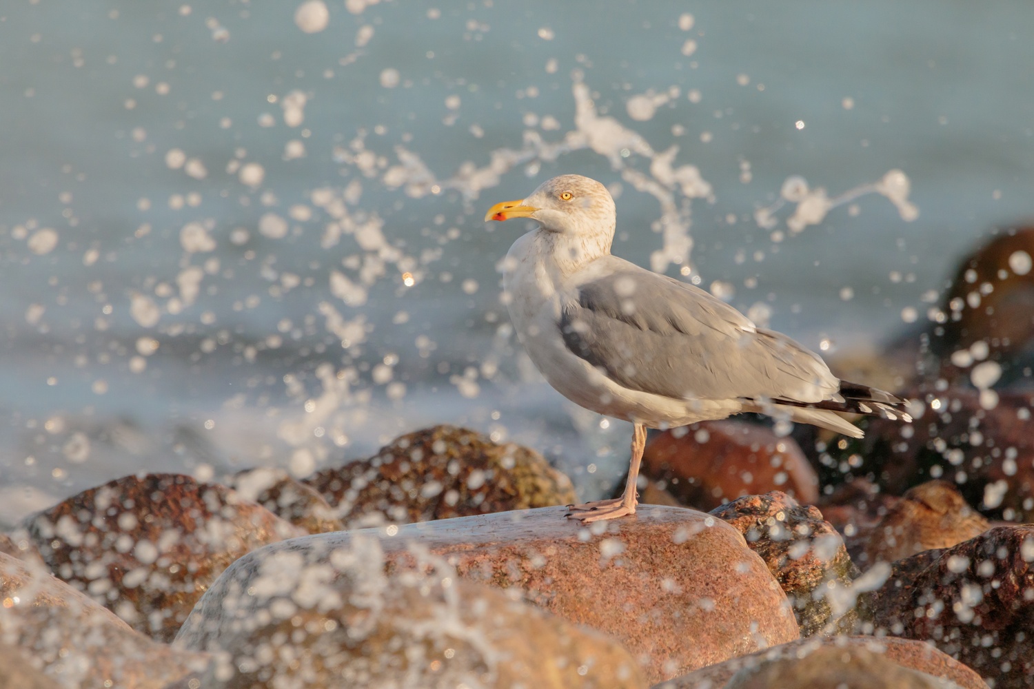 Silbermöwe bei der Morgendusche