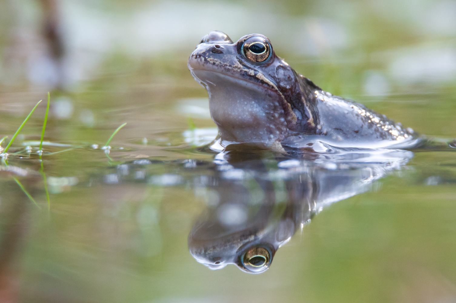 "falscher Moorfrosch"