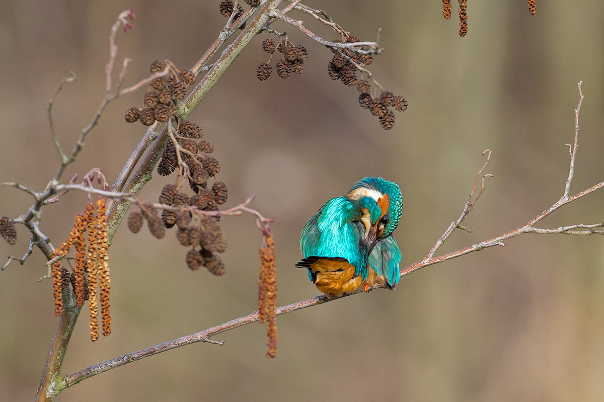 Eisvogel