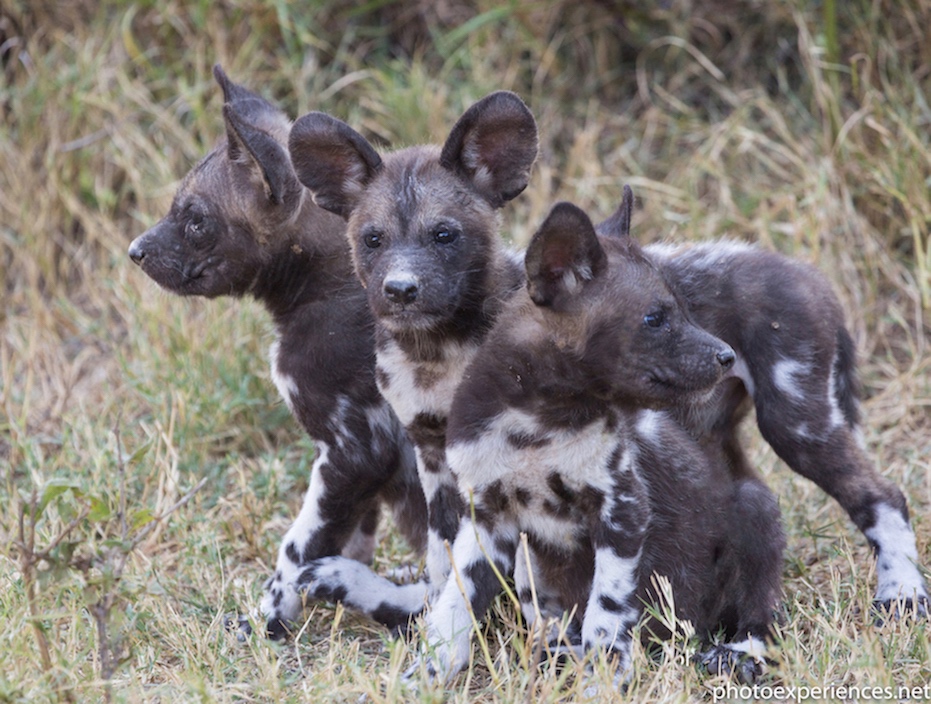 Wildhunde