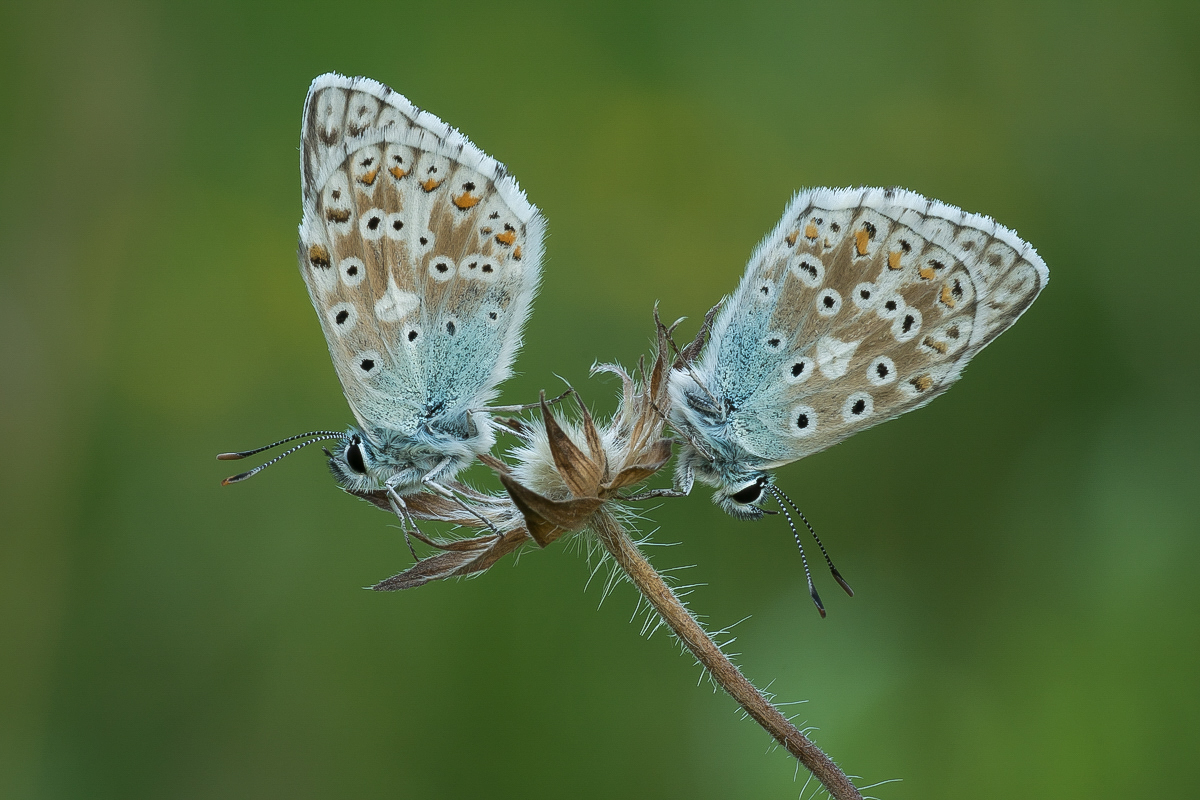 Bläulingsduo