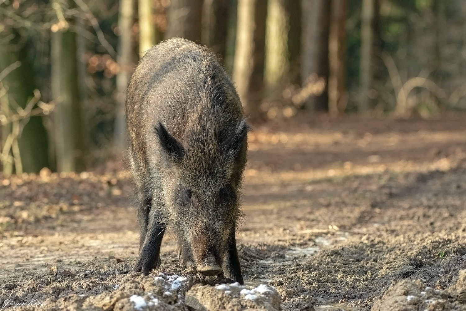Wildsau im Schnee