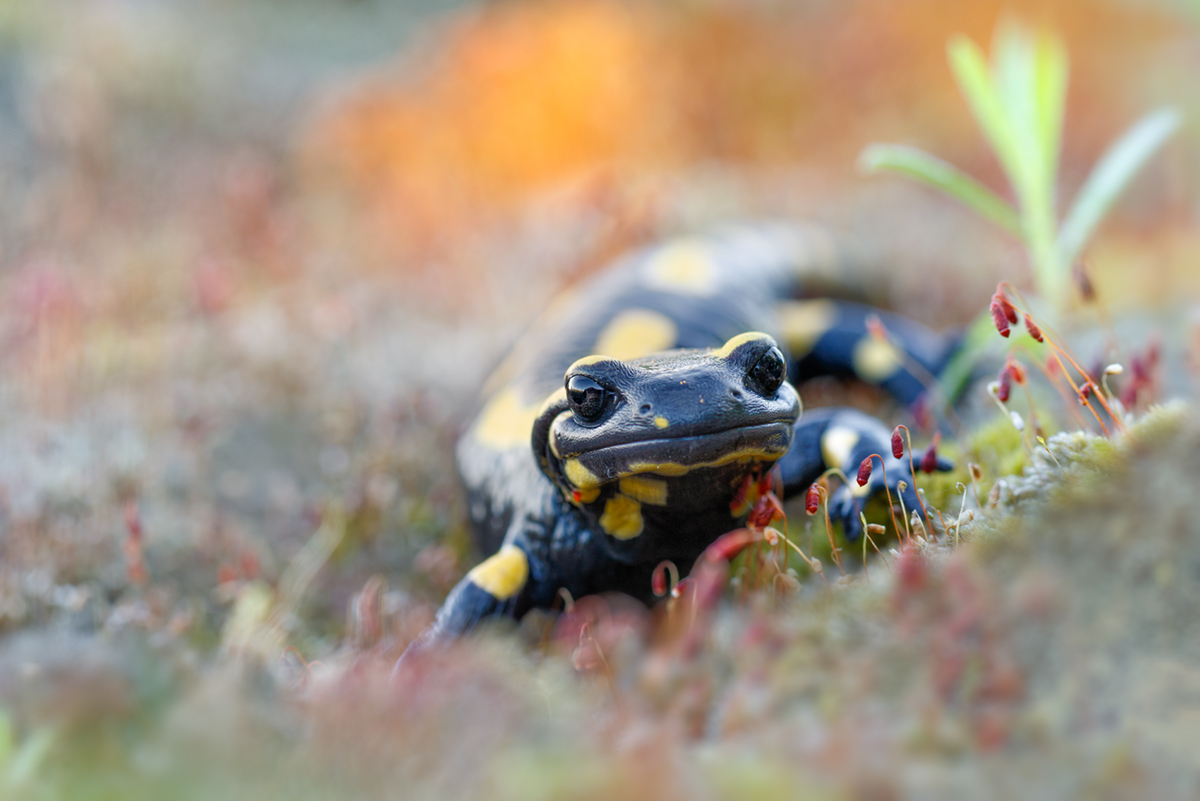 Salamander (Forum für Naturfotografen)