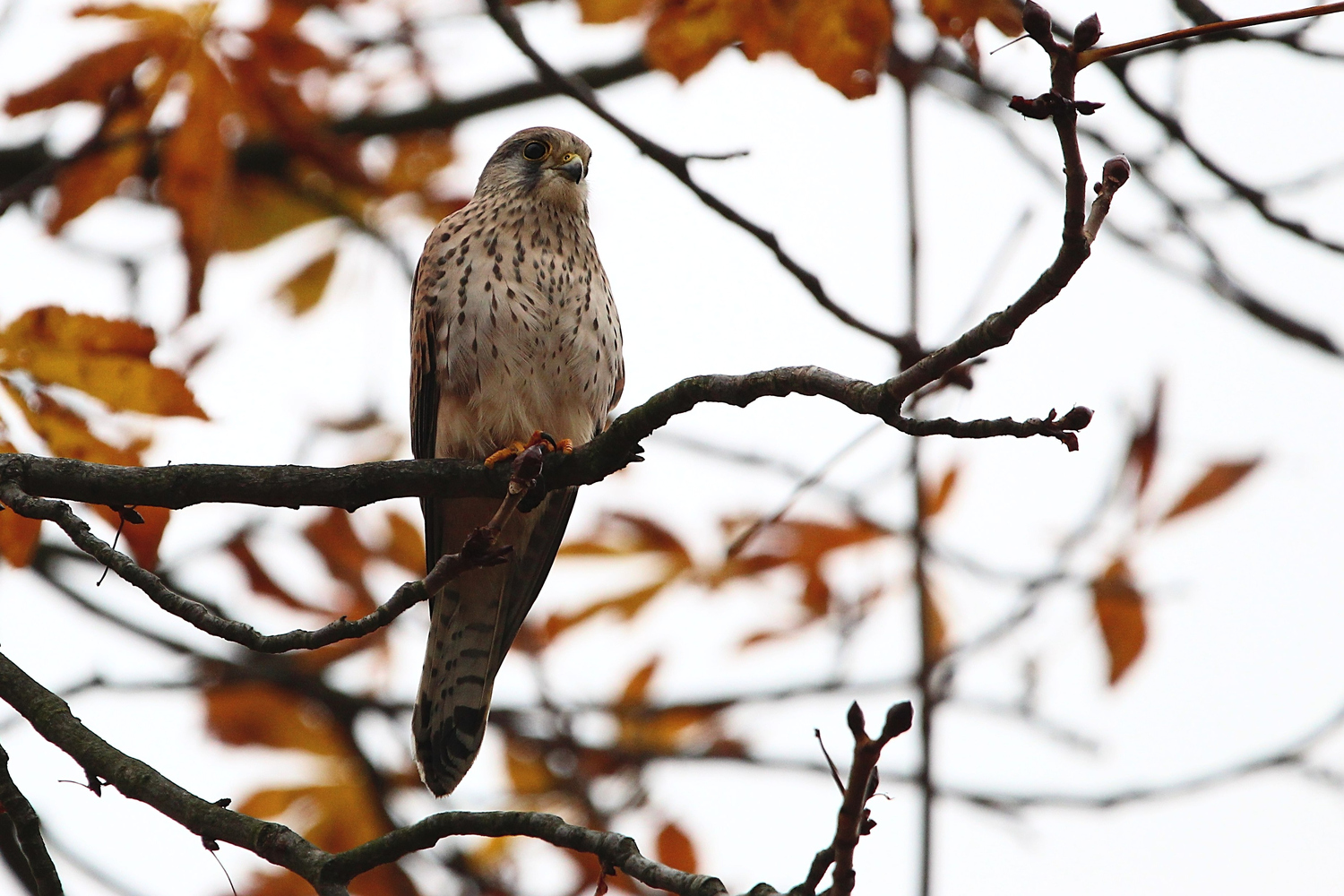 Ein Turmfalke...