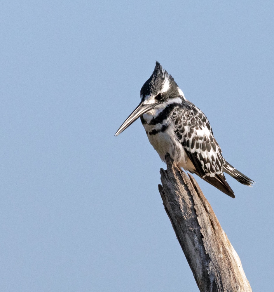 Pied Kingfisher