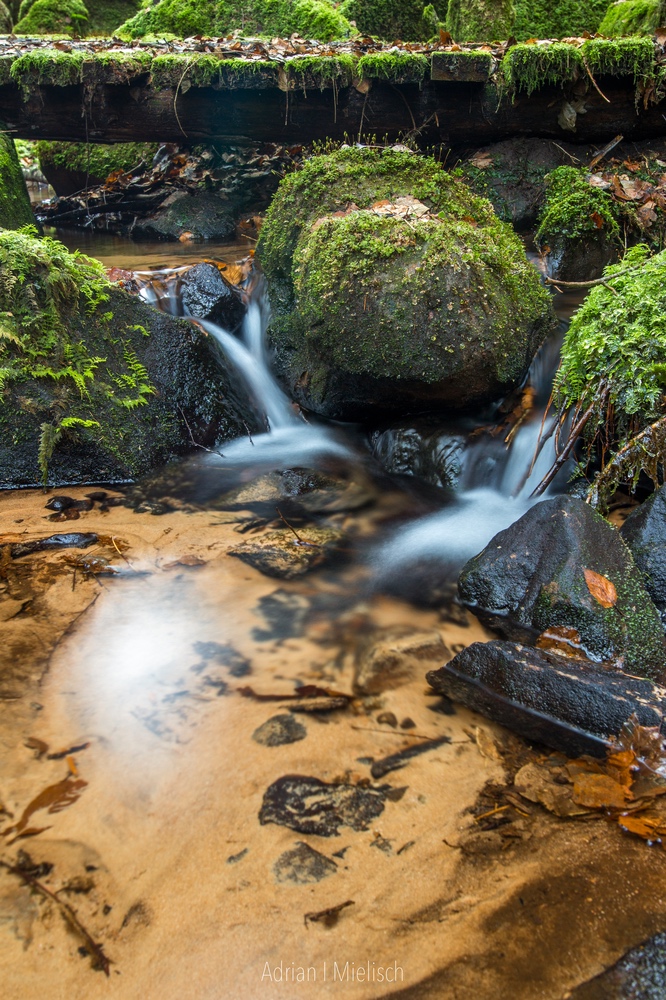 Kleiner Bachlauf im Pfälzerwald