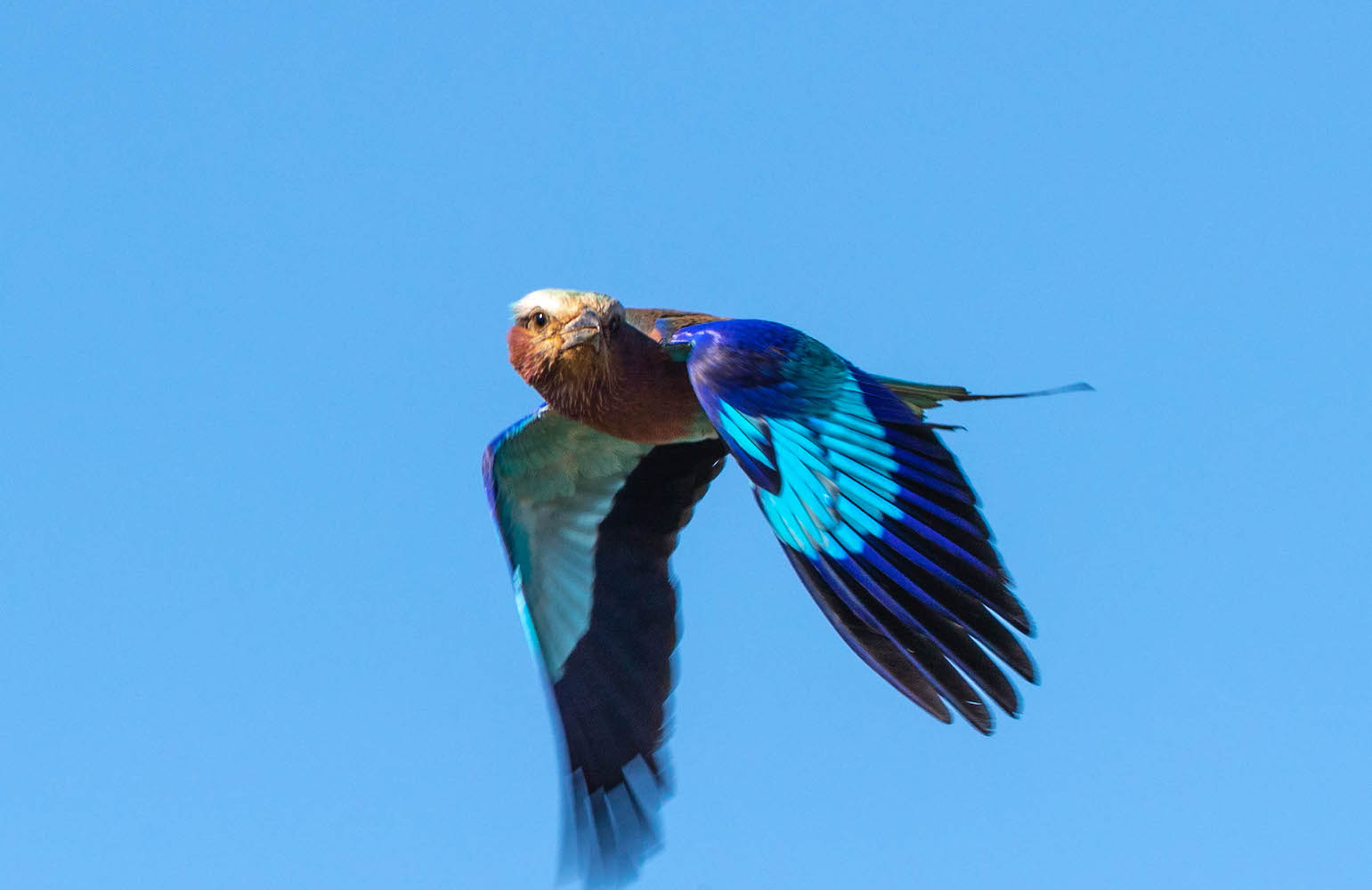 Gabelracke im Flug